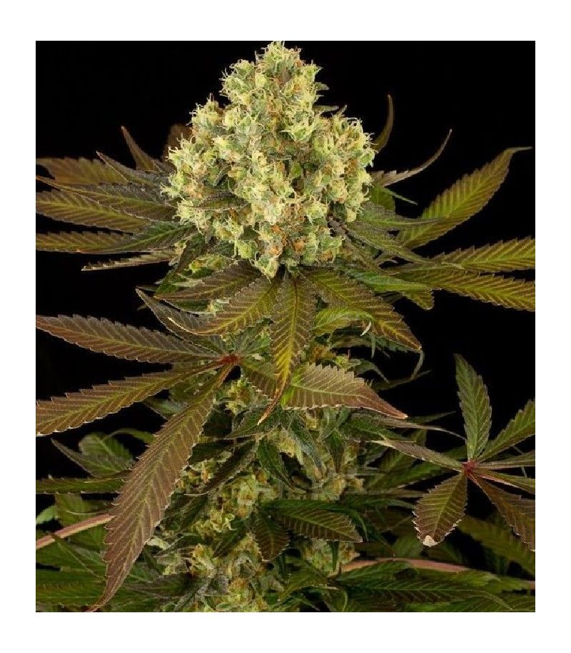 Sour Blueberry fem, Фасовка: 3