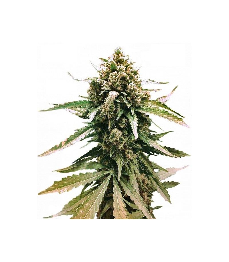 Frisian Dew Auto, Фасовка: 3