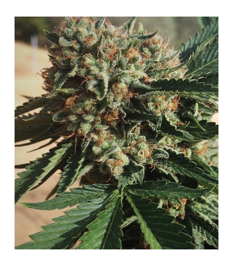 Sapphire OG fem, Фасовка: 3