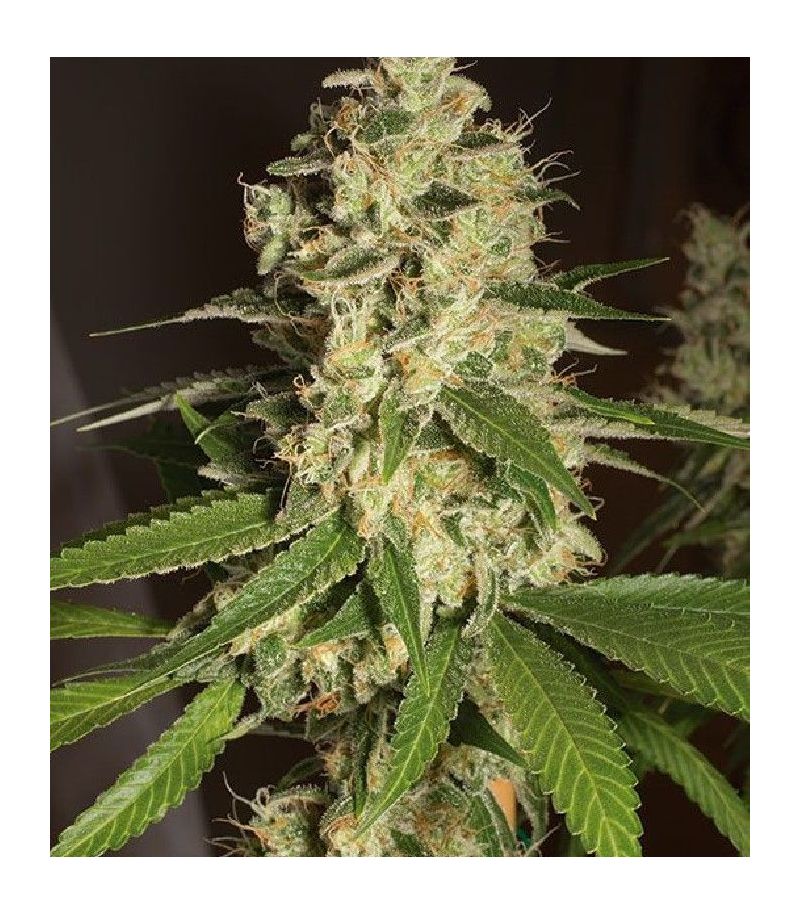 Raspberry Diesel fem, Фасовка: 3