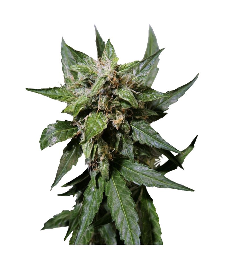 Durban Poison Auto, Фасовка: 3