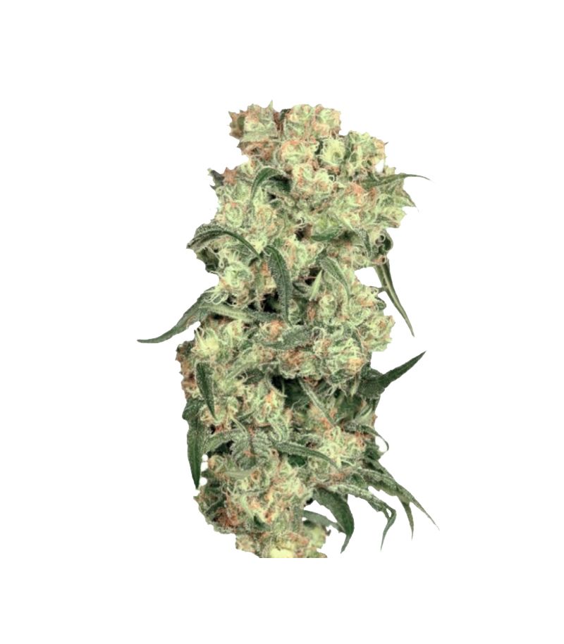 Freddy’s Best, Фасовка: 5