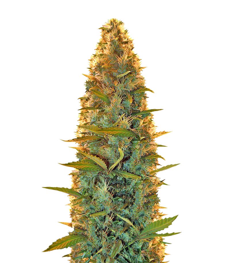 Lowryder Auto Reg, Фасовка: 5