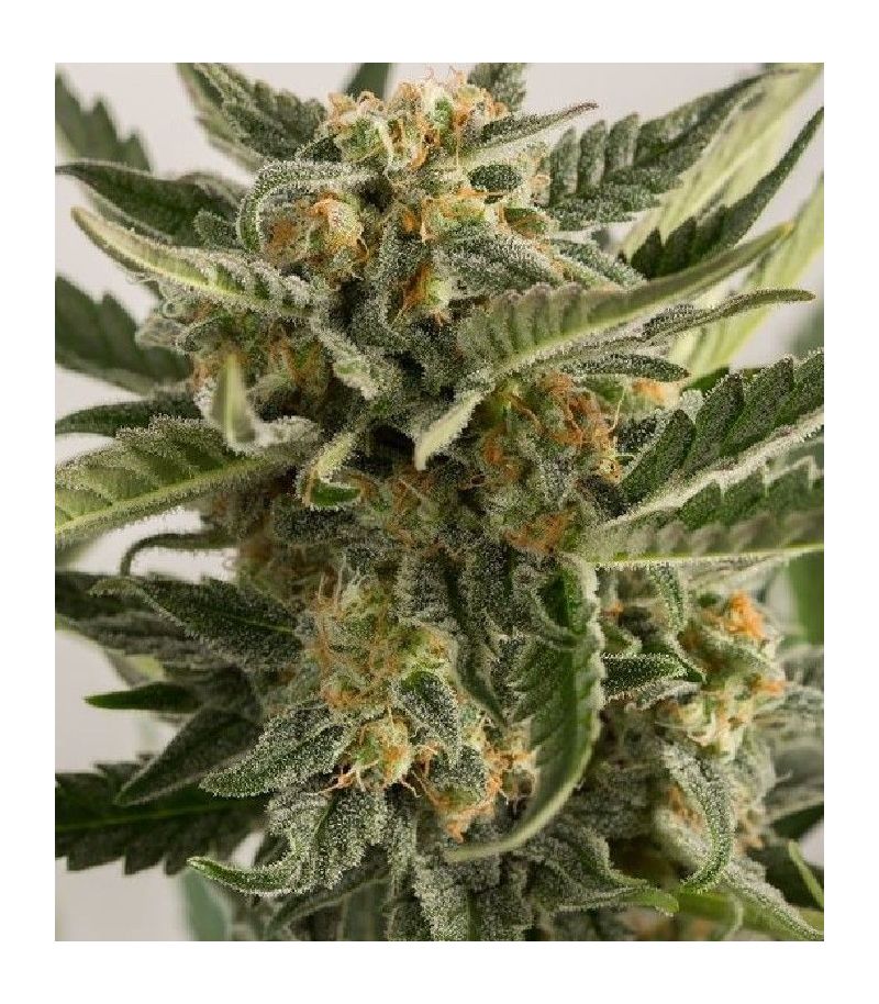 Lost Coast Skunk Auto autofem, Фасовка: 3