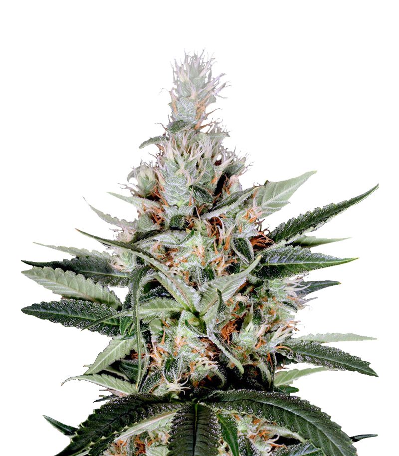 Ortega Indica, Фасовка: 3