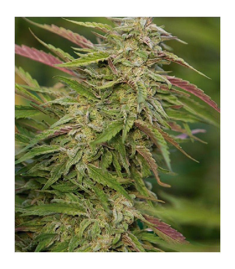 Purple Trainwreck fem, Фасовка: 5