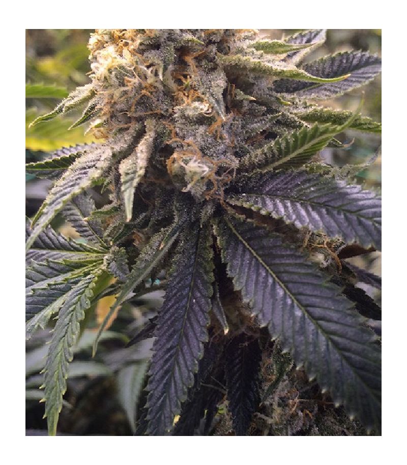 Lost Coast Hash Plant fem, Фасовка: 3