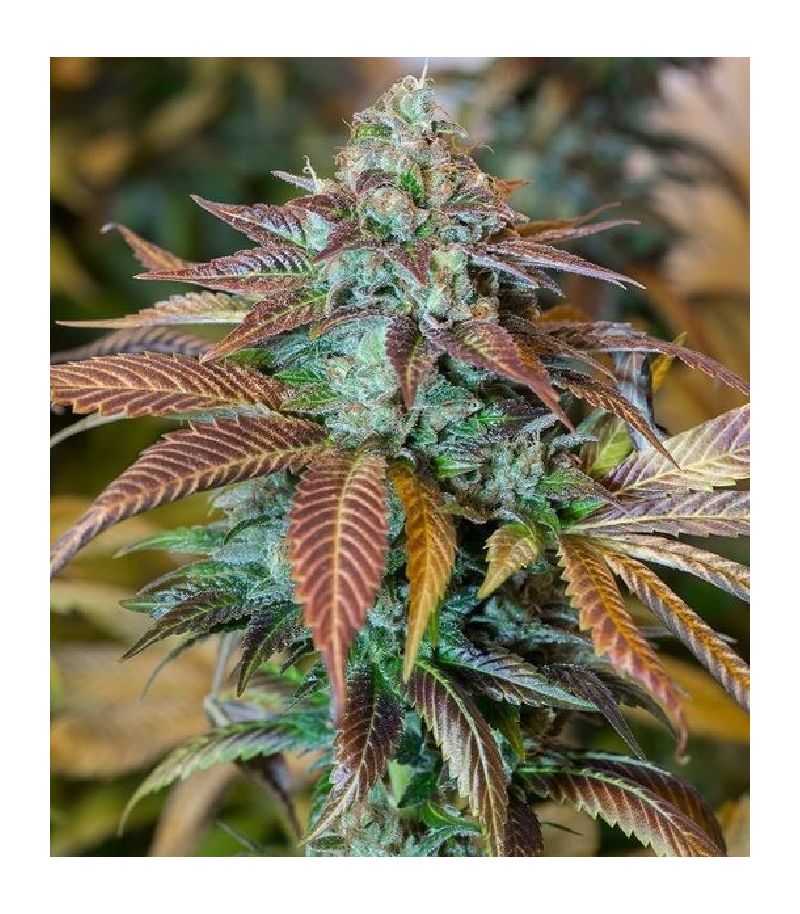 Lemon Kush Headband fem, Фасовка: 3