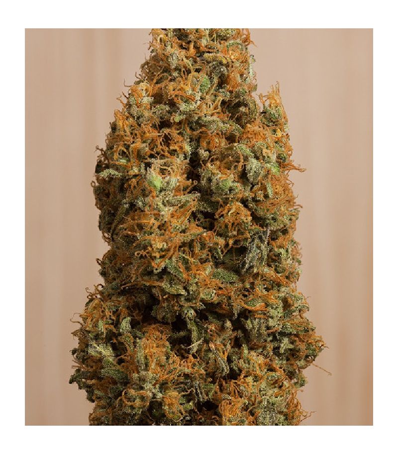 Green Crack CBD fem, Фасовка: 3