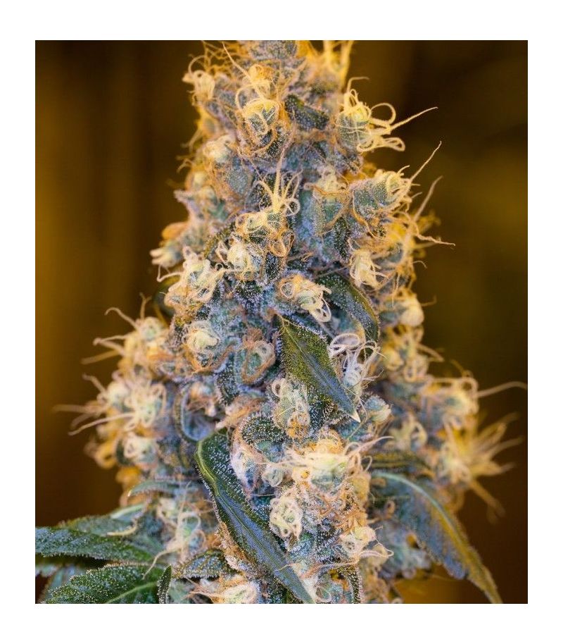 Blue Fire fem, Фасовка: 3