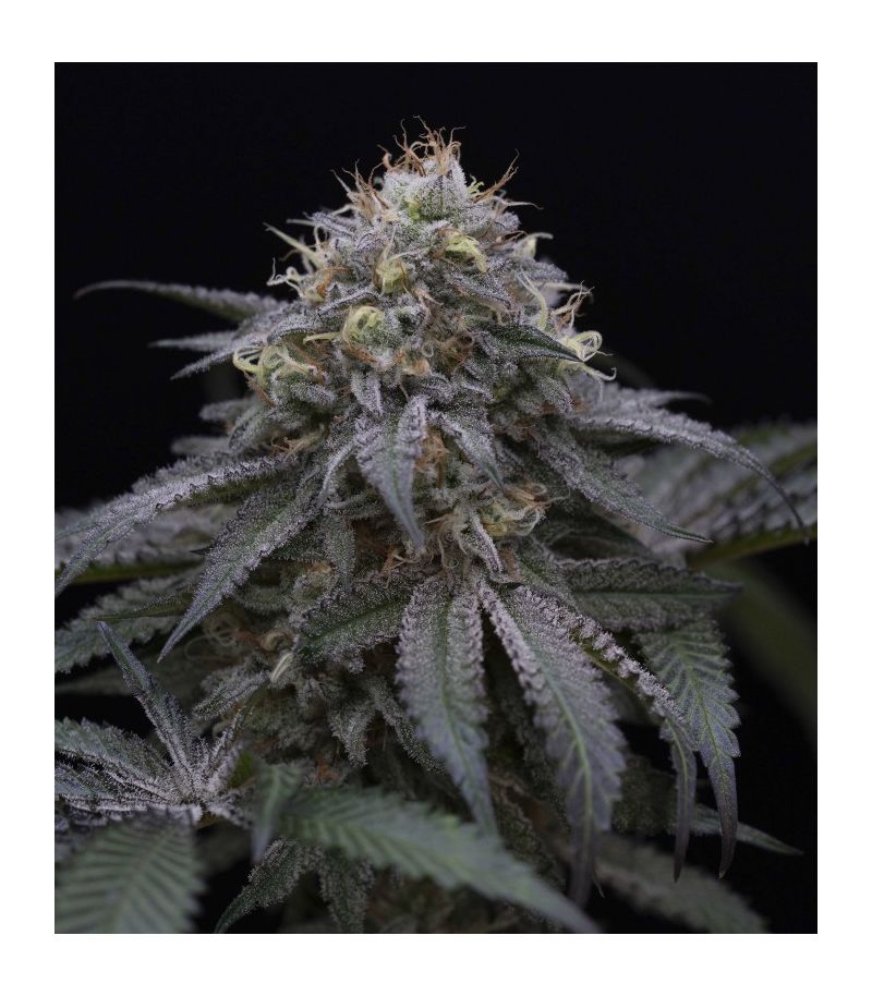 Sugar Breath fem, Фасовка: 3