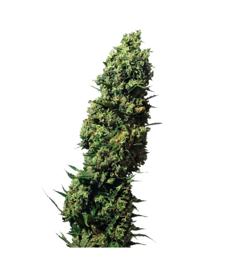 The Ultimate, Фасовка: 5