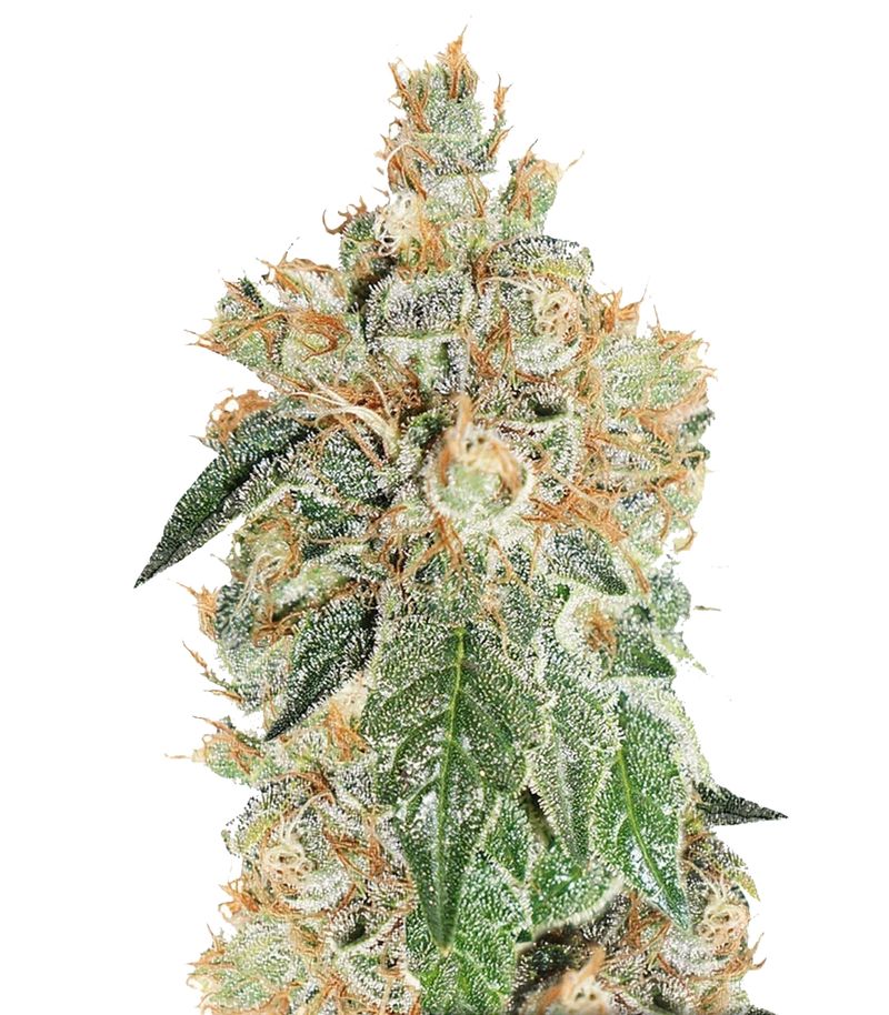 Colorado Cookies Auto, Фасовка: 7