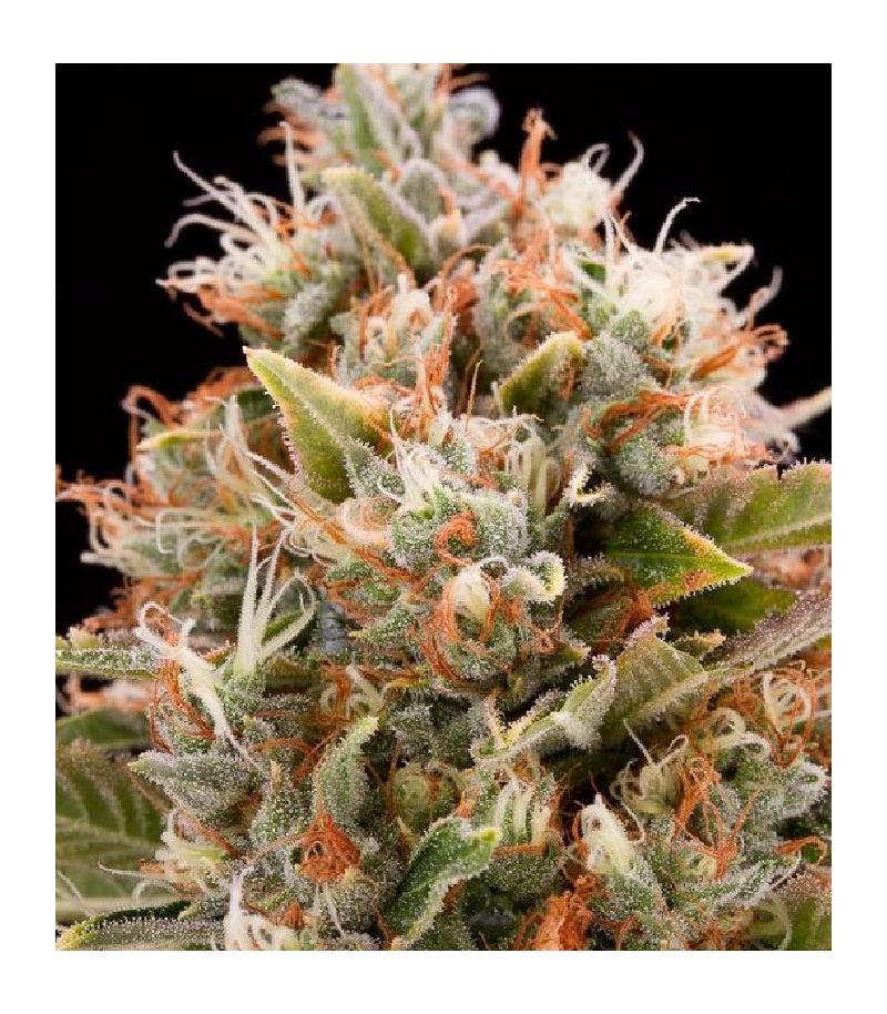 Chemdawg reg, Фасовка: 3