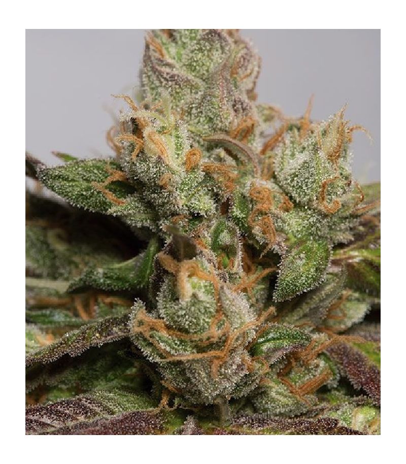 707 Truthband by Emerald Mountain fem, Фасовка: 3