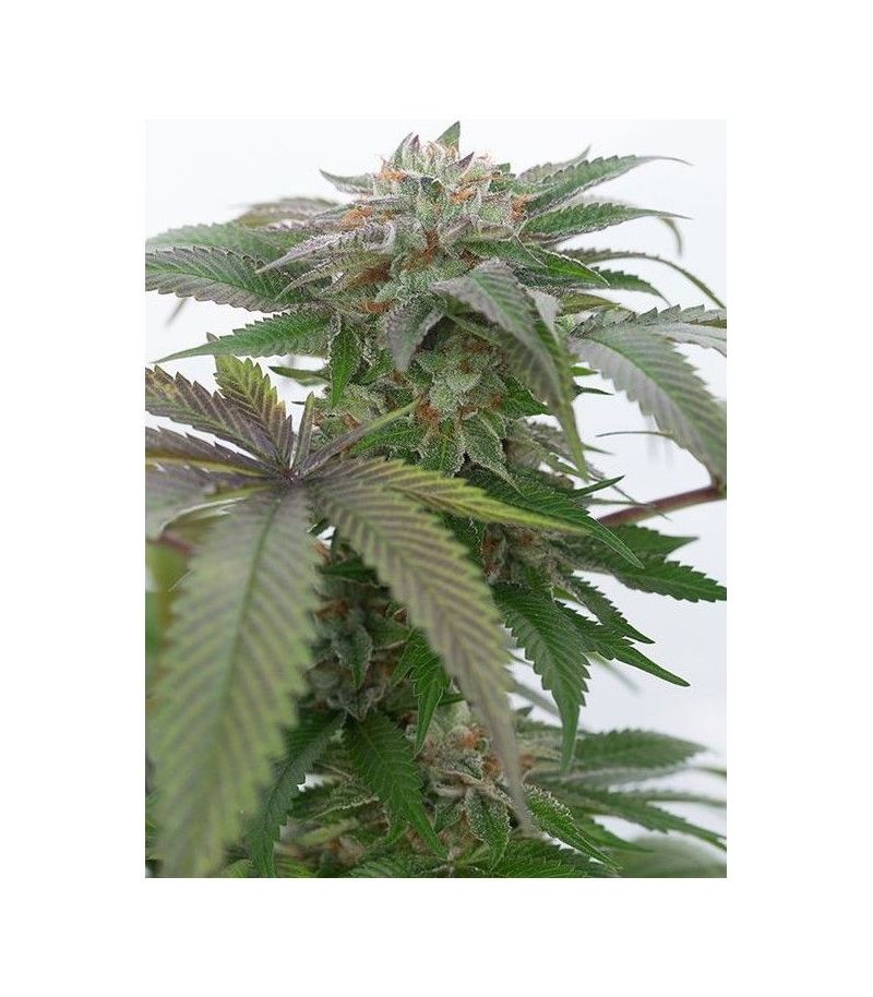 Bubba Kush 2.0 fem, Фасовка: 3