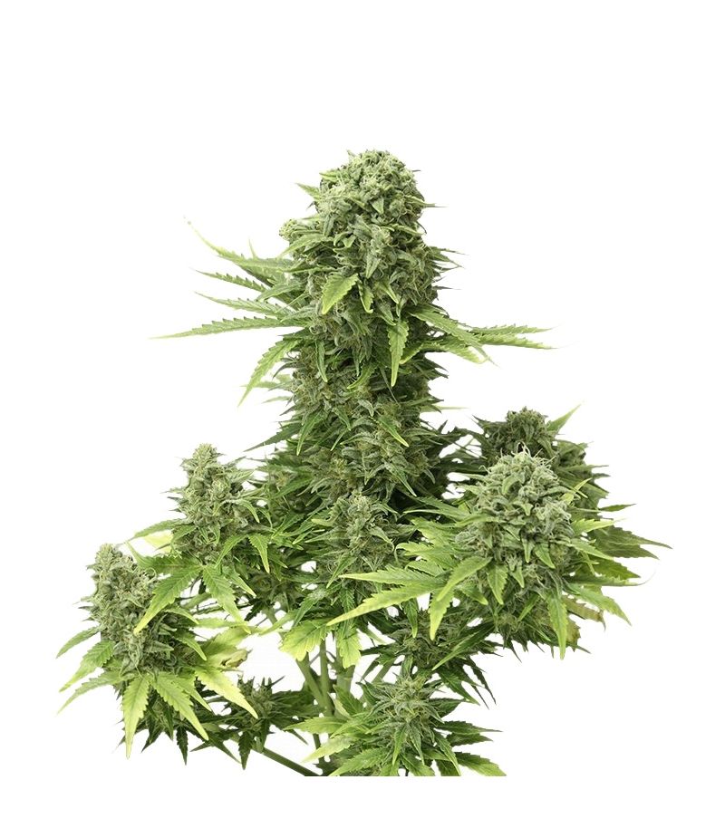 StarRyder Auto, Фасовка: 3