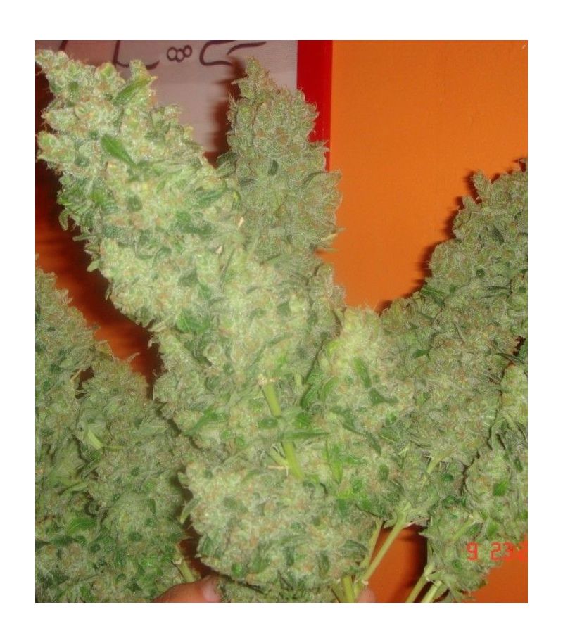 Jack la Mota, Фасовка: 10