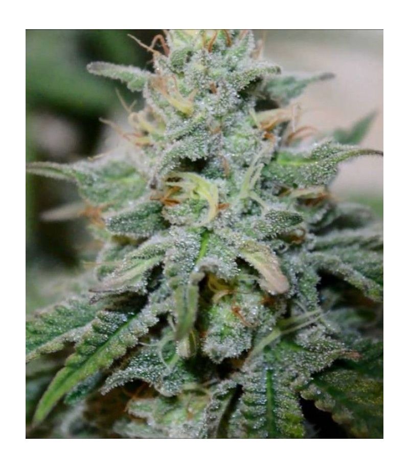 Speedy Chile, Фасовка: 1