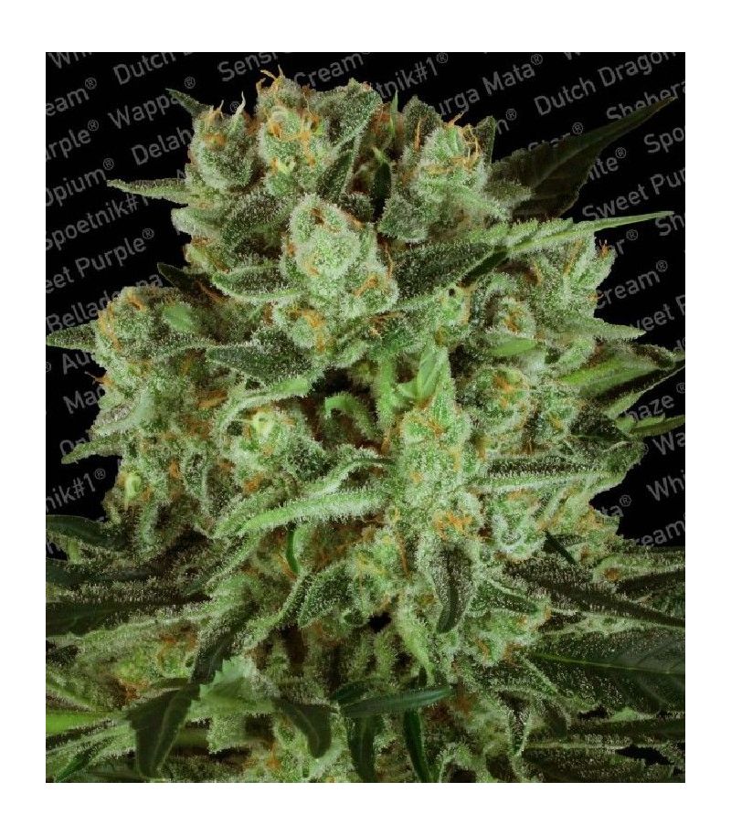 Durga Mata II CBD, Фасовка: 3