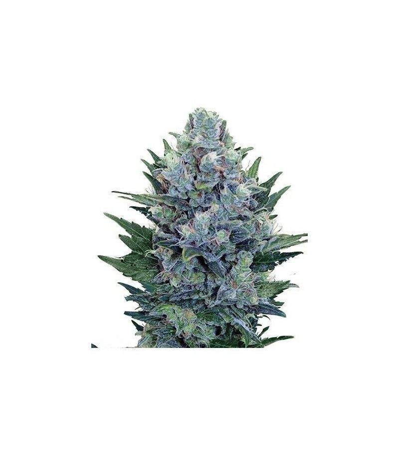 Blue Cheese Auto, Фасовка: 3