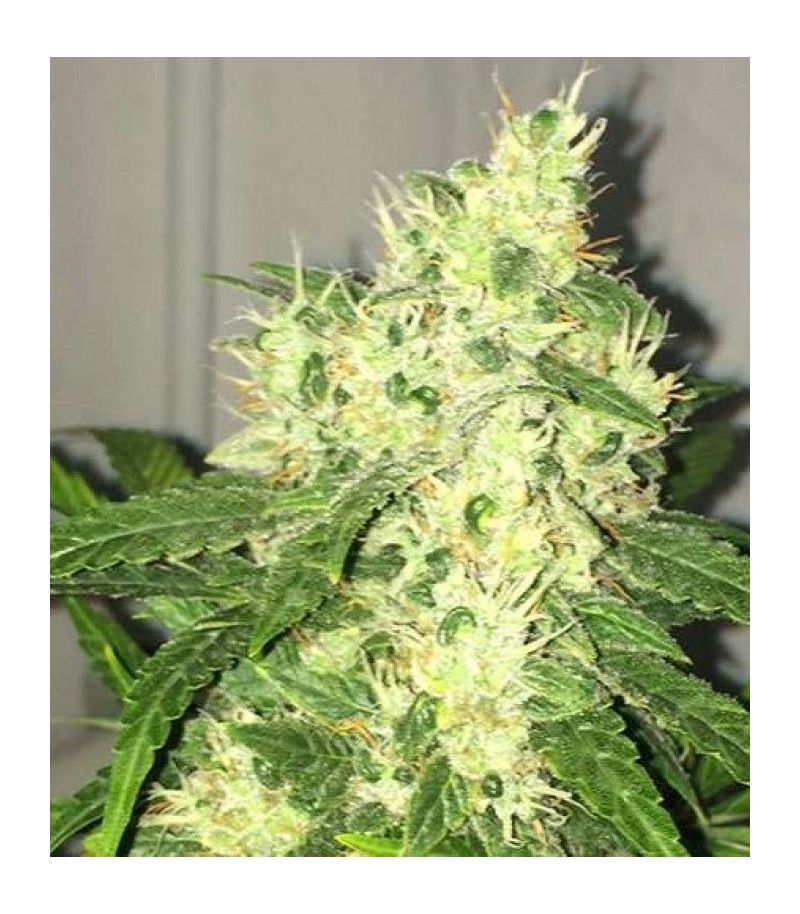 Swiss Cheese Auto, Фасовка: 3, изображение 2