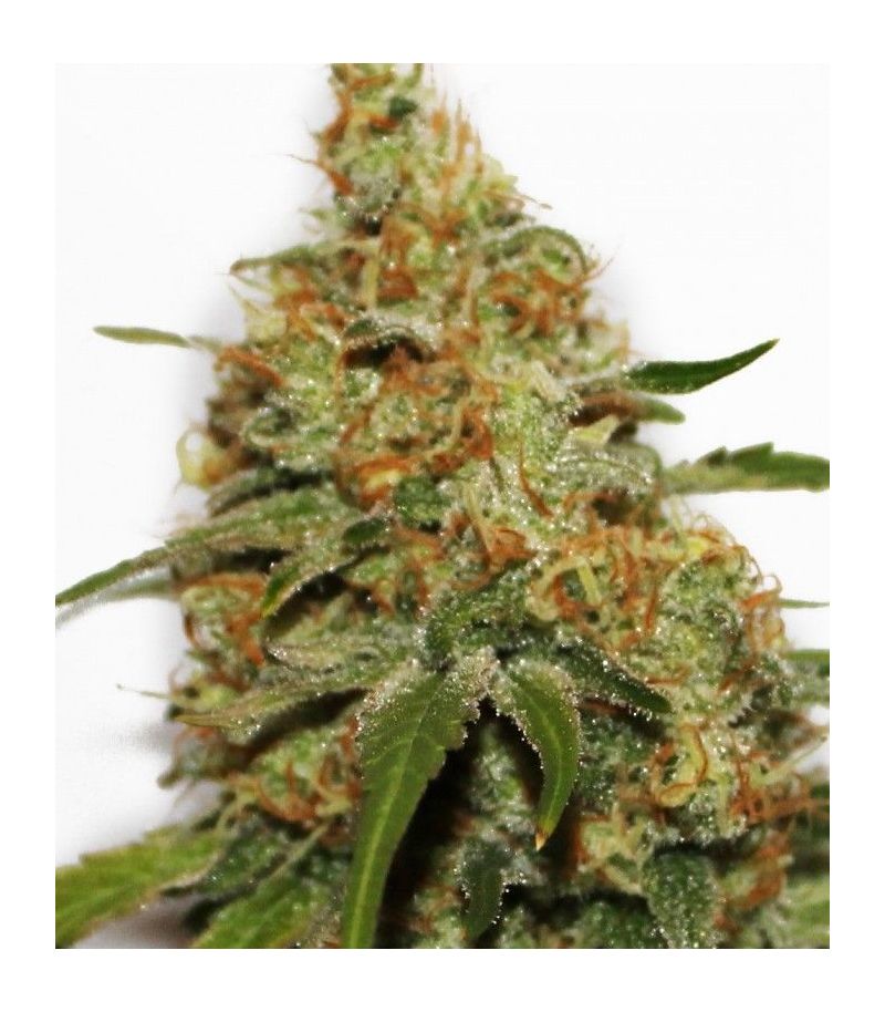 Painkiller XL CBD, Фасовка: 1