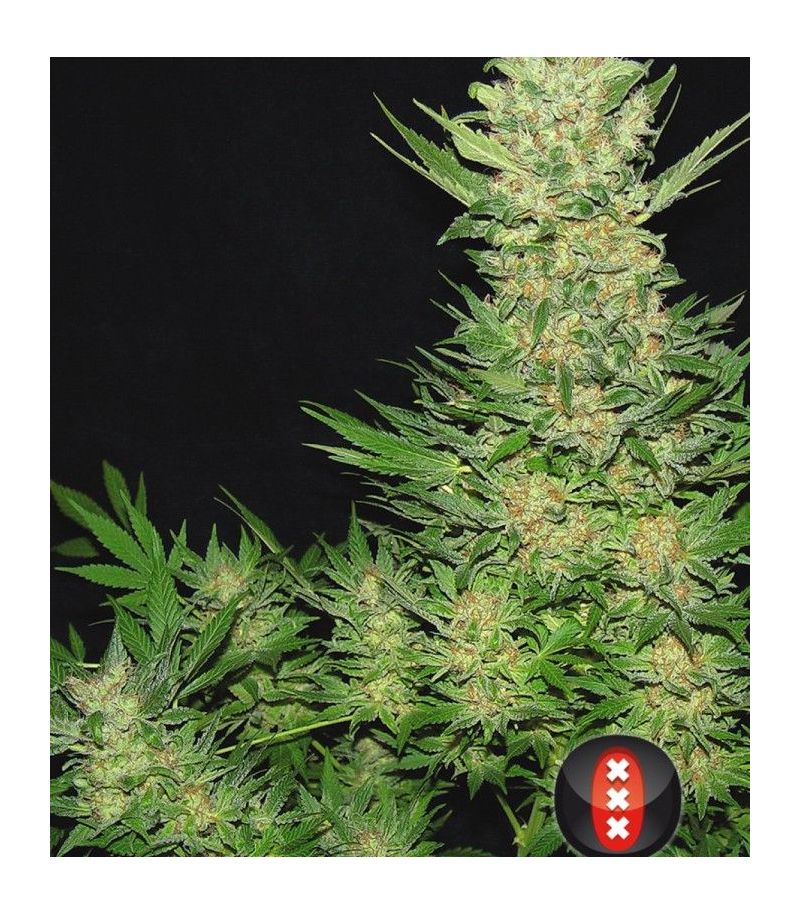 Double Dutch Reg, Фасовка: 11, изображение 2