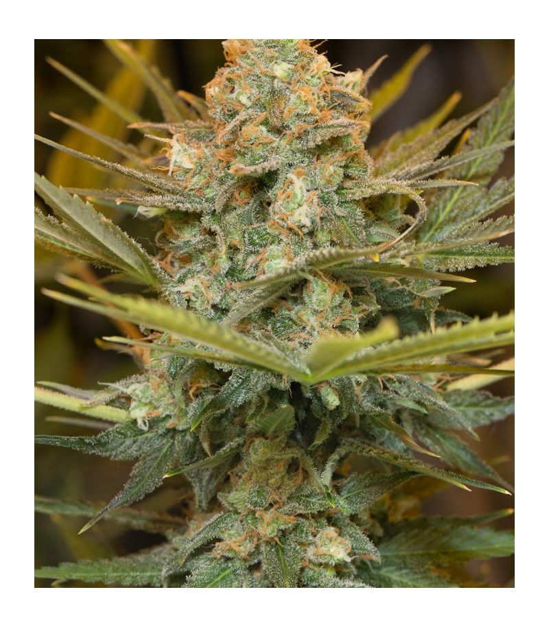 Three Blue Kings fem, Фасовка: 3