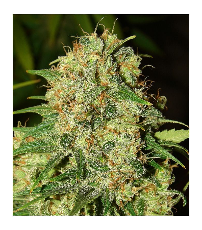 Master Kush Reg, Фасовка: 3