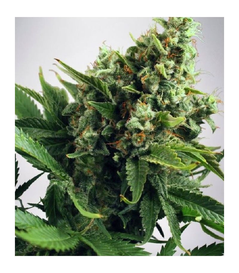 White Widow Auto, Фасовка: 3