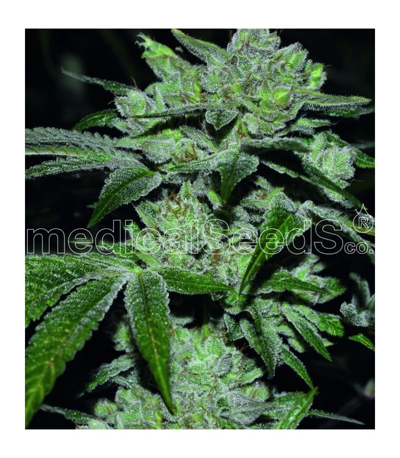 Sour Glue, Фасовка: 5