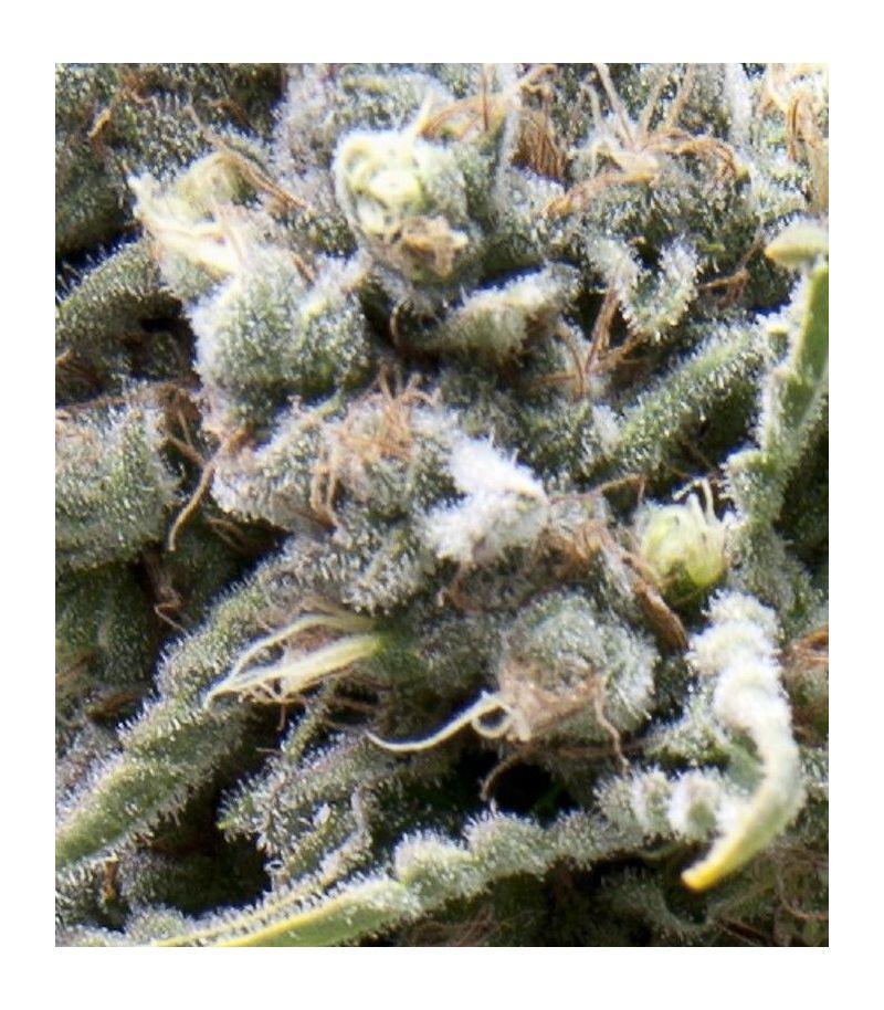 White Widow Auto CBD, Фасовка: 3+1