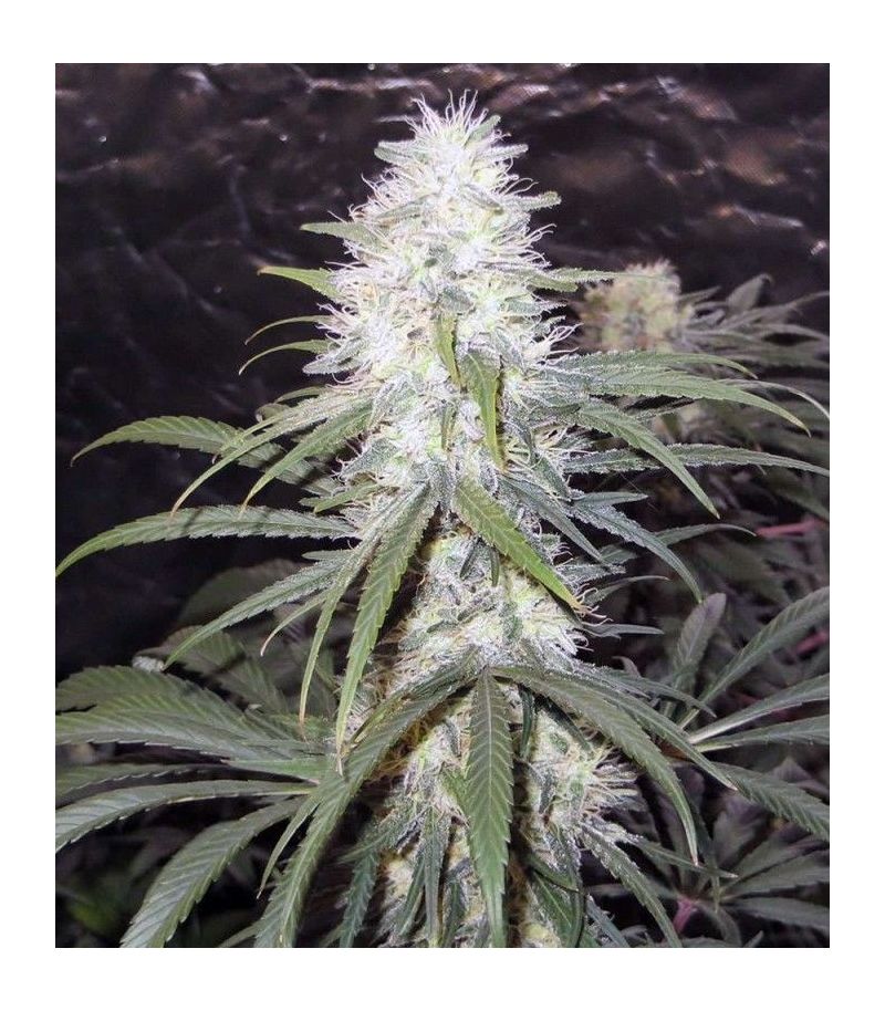 Sterling Haze Reg, Фасовка: 10, изображение 2