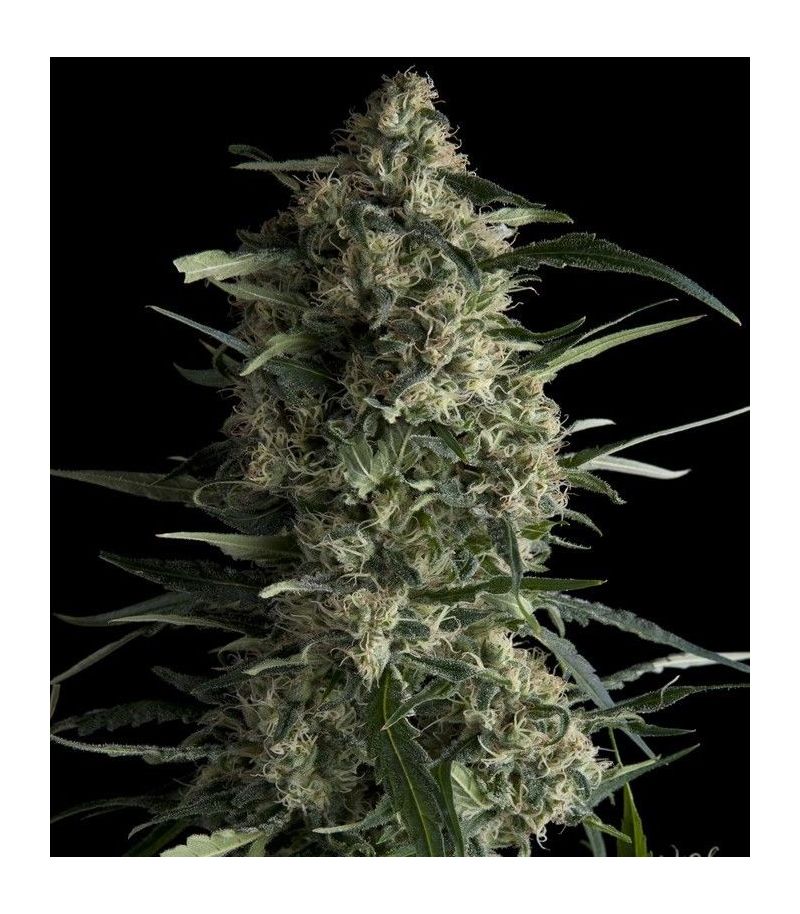 Galaxy CBD, Фасовка: 5+2