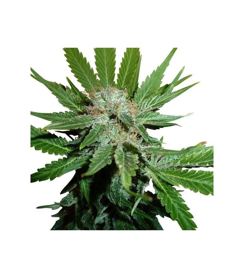 Honey Cream, Фасовка: 1