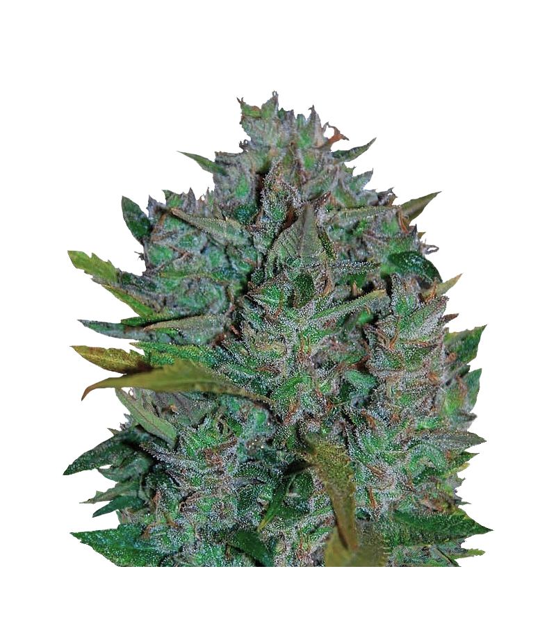 Ultraviolet Auto, Фасовка: 3