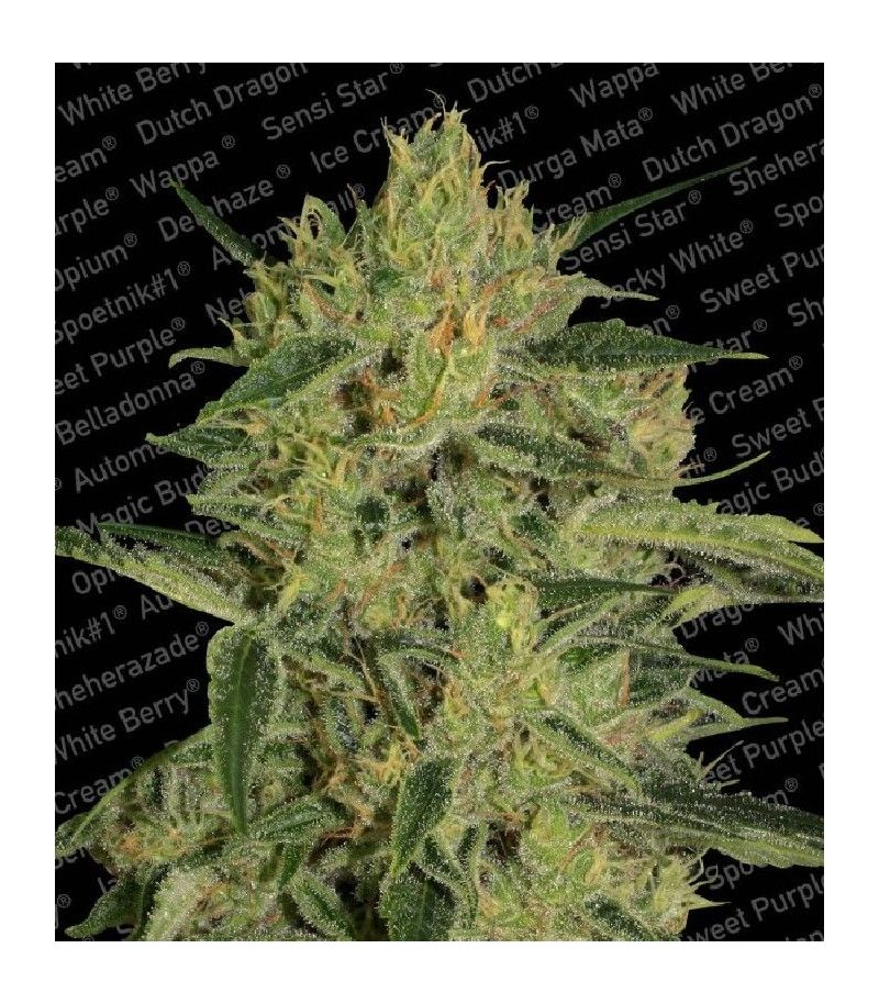 Nebula II CBD, Фасовка: 3