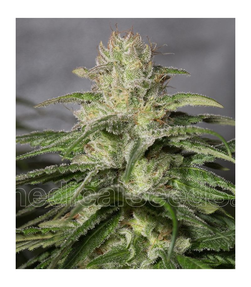 OG Kush CBD, Фасовка: 3