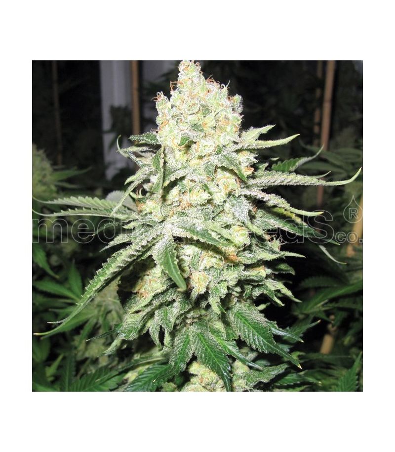 No Name, Фасовка: 5