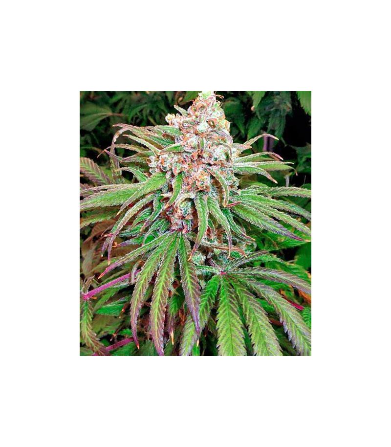 Kaya Gold, Фасовка: 3, изображение 2