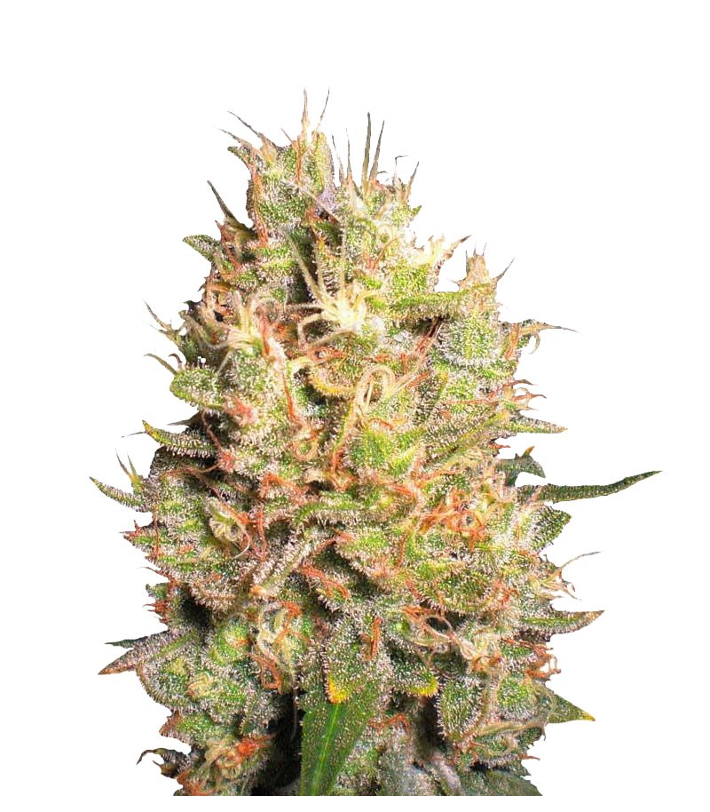 Crazy Miss Hyde, Фасовка: 1