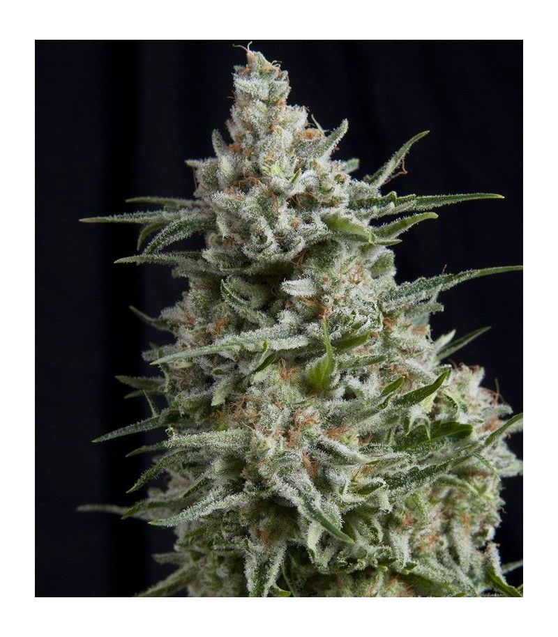 Anesthesia CBD, Фасовка: 3+1