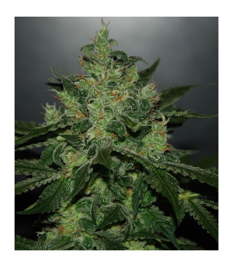 Royal Jack Auto, Фасовка: 5