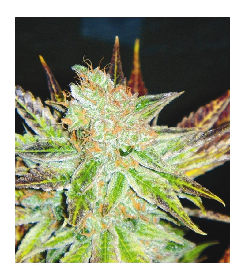 Prozack, Фасовка: 5