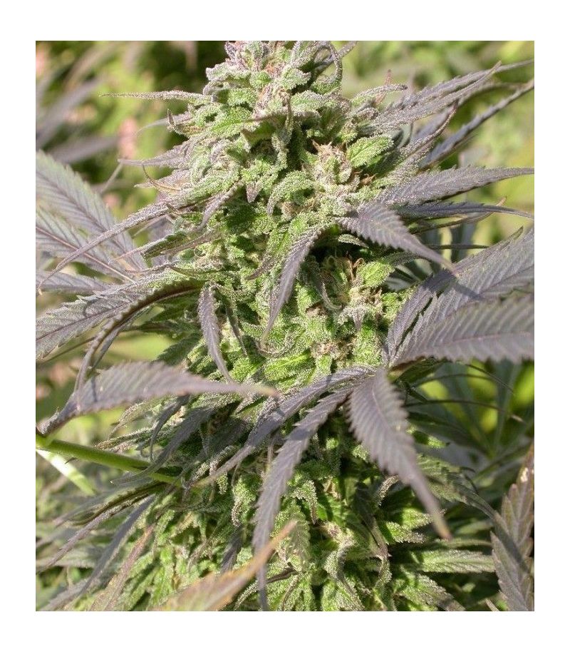 Biddy Early, Фасовка: 6, изображение 2