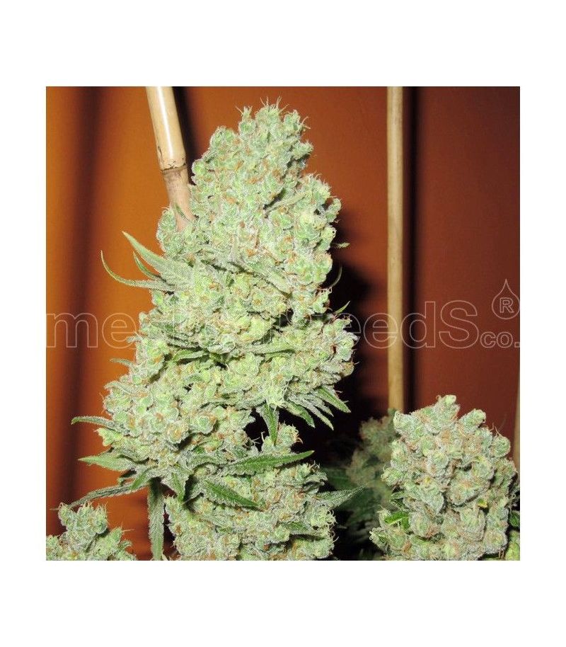 Devil Fruit, Фасовка: 10