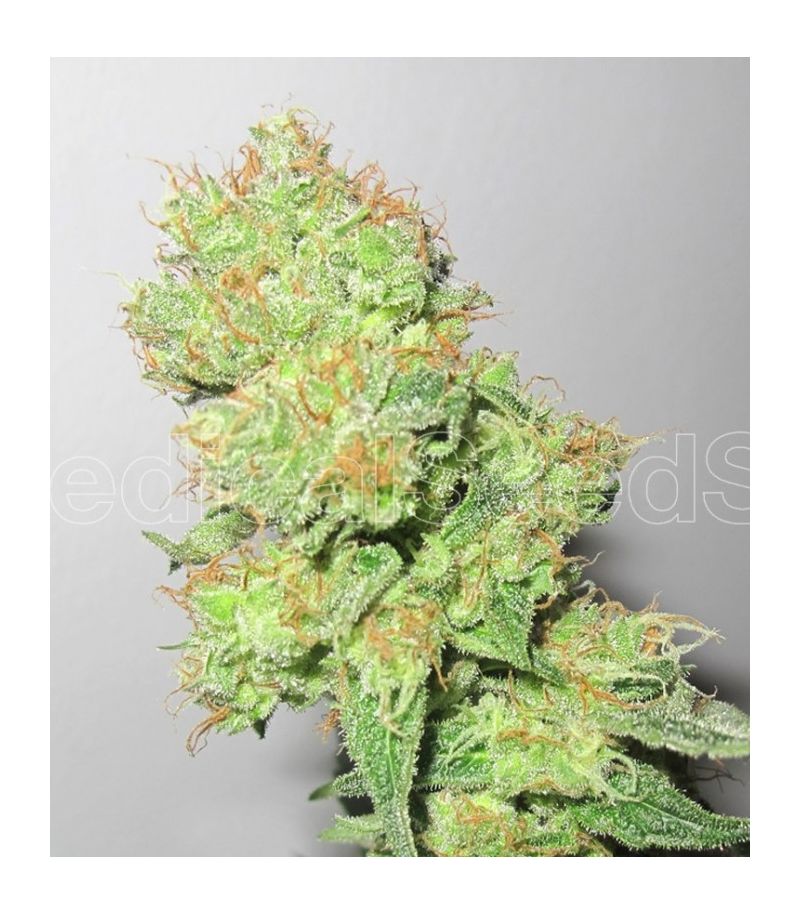 Y Griega CBD, Фасовка: 3