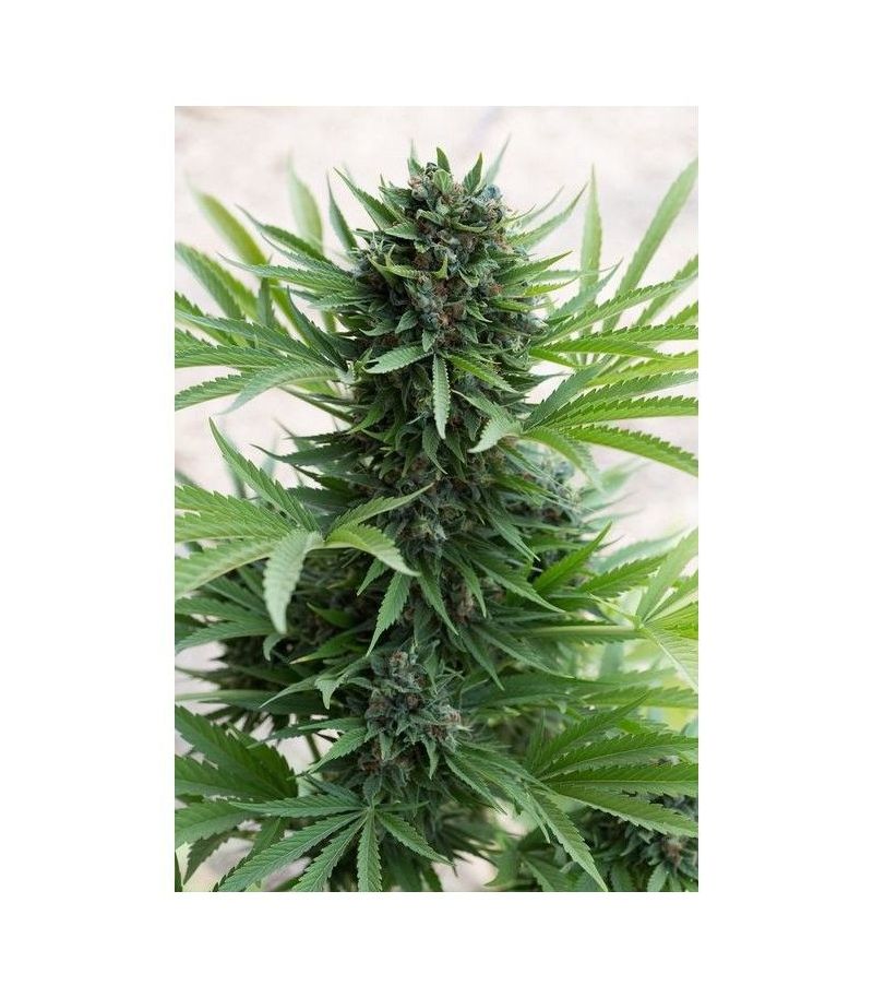 Sour Diesel, Фасовка: 3