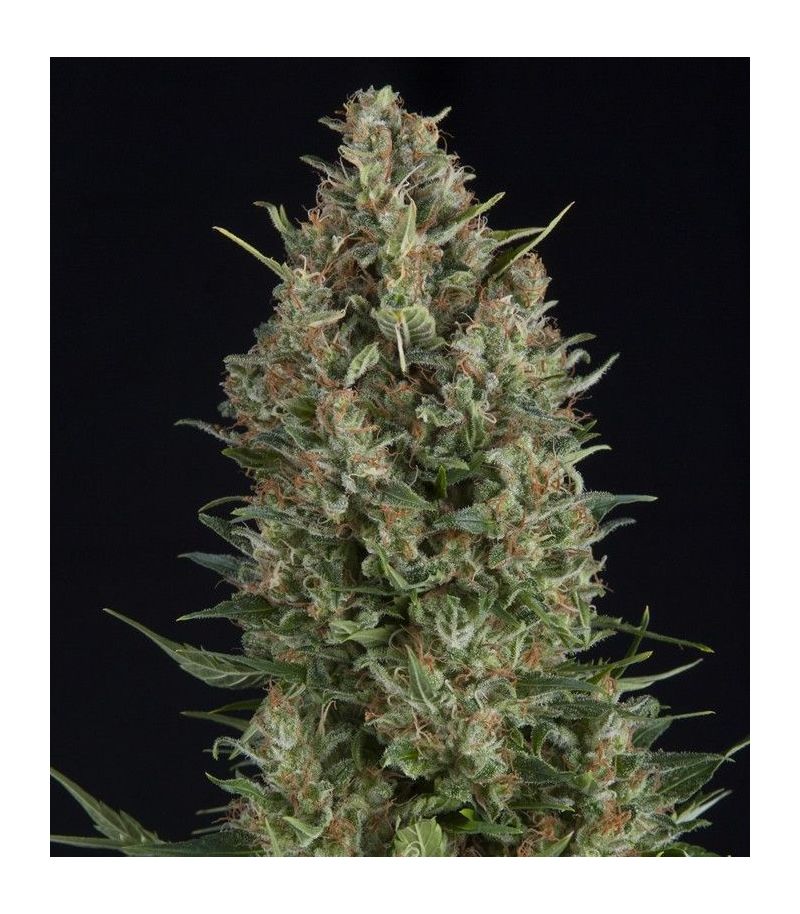 Northern Lights CBD, Фасовка: 3+1